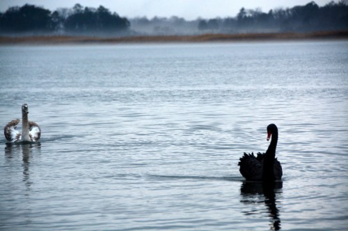 young following groom 1-4-2015 7-40-14 AM