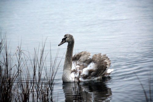 young swan1 1-4-2015 7-42-27 AM