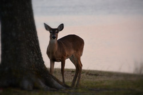 deer 2-8-2015 5-38-37 PM