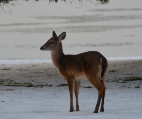 deer best 2-22-2015 5-07-58 PM