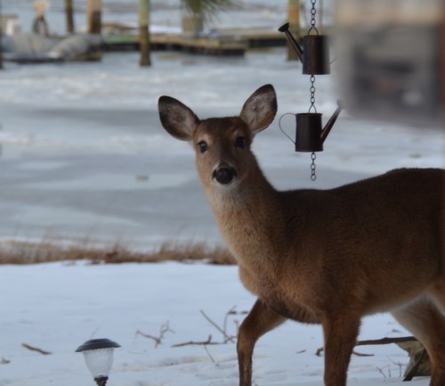 deer close up 2-22-2015 5-06-28 PM