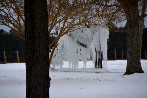 ice tree 1 2-21-2015 2-39-34 PM