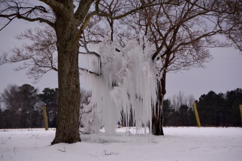 ice tree 2-21-2015 2-38-50 PM