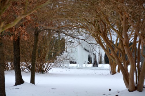 ice tree and crepe myrtles 2-21-2015 2-39-40 PM