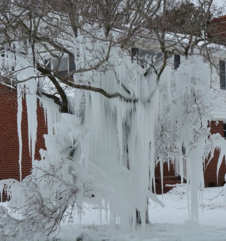 ice tree close up 2-21-2015 2-49-19 PM