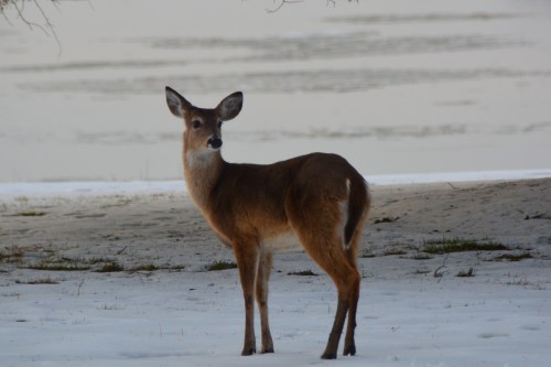 looking 2-22-2015 5-08-00 PM