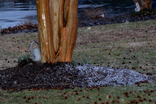 snow and tree 2-12-2015 5-27-46 PM