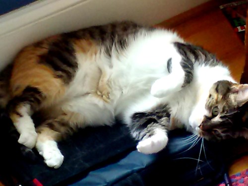 sundae on laptop case 2-1-2015 10-37-37 AM