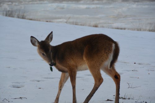 sweet face 2-22-2015 5-07-12 PM