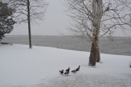 winter morning 2-26-2015 7-24-42 AM