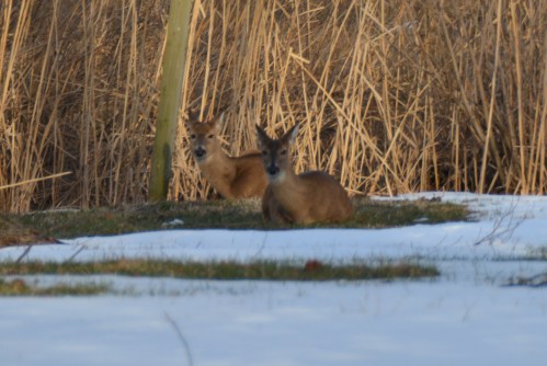 2 deer 3-2-2015 4-55-09 PM