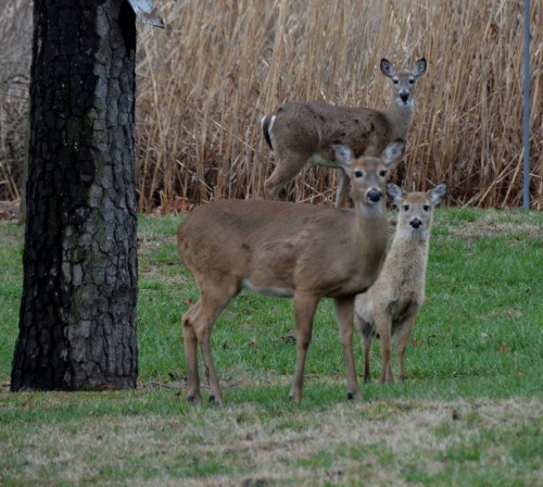 3 looking 3-20-2015 6-07-05 PM