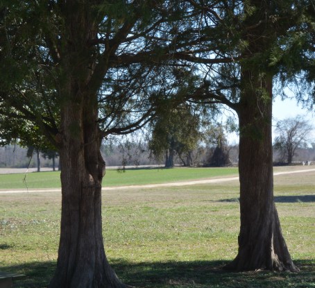 cedars 3-15-2015 1-48-35 PM