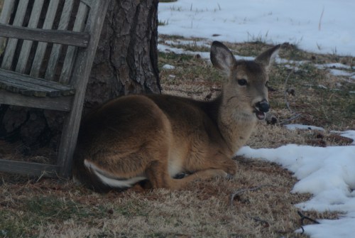 chewing 3-2-2015 4-46-50 PM