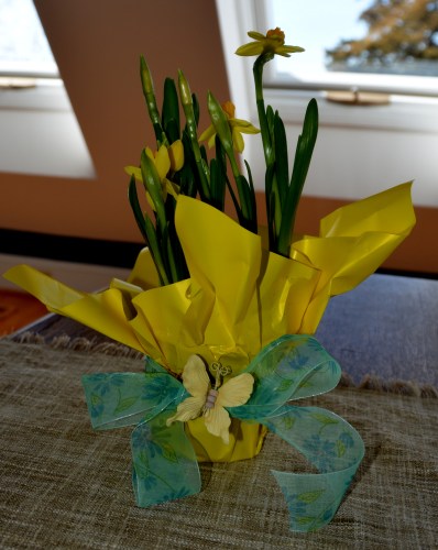 daffies 3-12-2015 2-36-46 PM