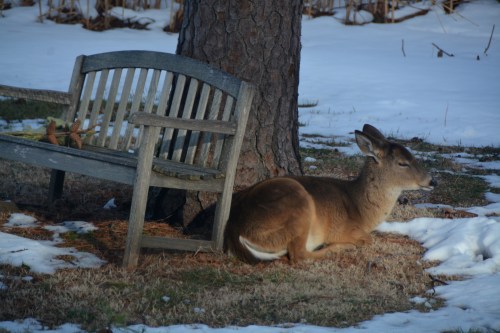 deer1 3-2-2015 4-03-14 PM