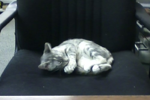 gypsy curled up in chair 11-21-2013 4-21-39 PM