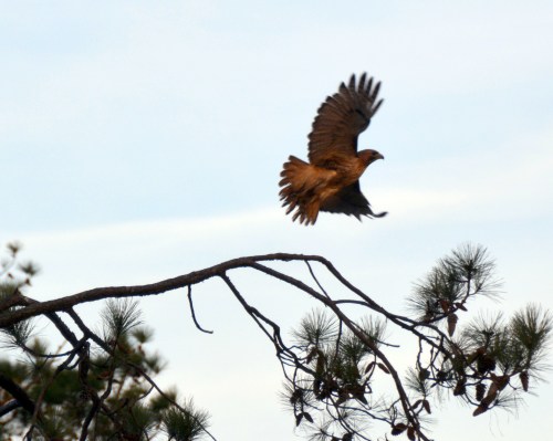 hawk flying 3-21-2015 6-41-24 PM