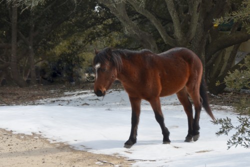 horse in snow 2-28-2015 1-16-42 PM