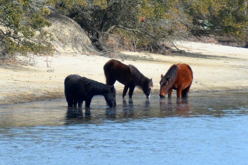 horses in water 2-28-2015 1-10-08 PM