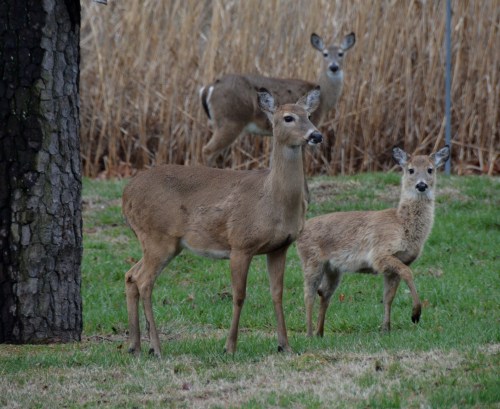 little one stepping 3-20-2015 6-07-07 PM