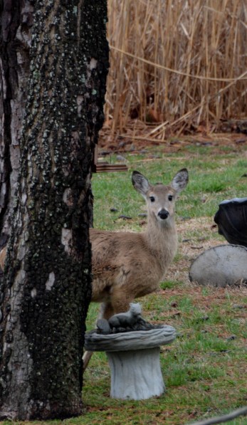 looky1 3-20-2015 6-05-04 PM