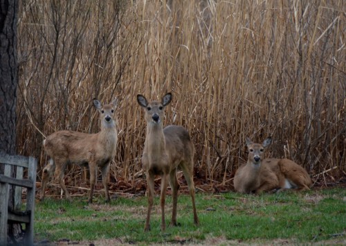 looky3a 3-20-2015 6-05-34 PM