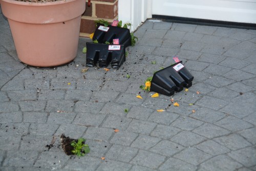 pansies 3-30-2015 7-15-33 PM