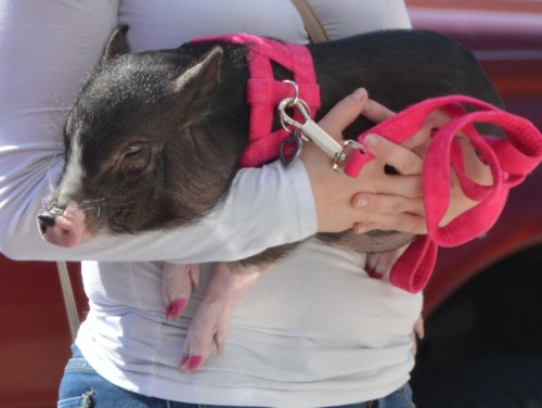 pig 3-21-2015 11-41-52 AM