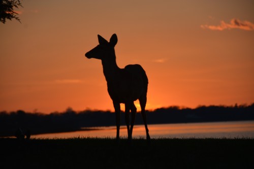 silhouette 3-30-2015 7-23-32 PM