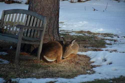 sleepy deer 3-2-2015 4-11-22 PM