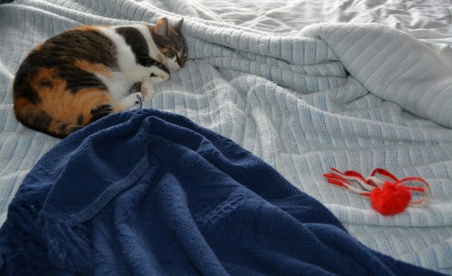 sundae and octupus 3-4-2015 10-54-45 AM