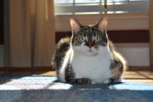 sundae sunpuddle last 3-23-2015 2-42-52 PM