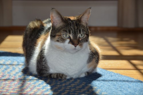 sundae sunpuddle right 3-23-2015 2-42-41 PM