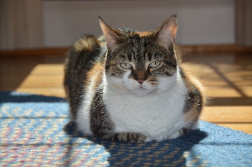 sundae sunpuddle1 3-23-2015 2-42-20 PM