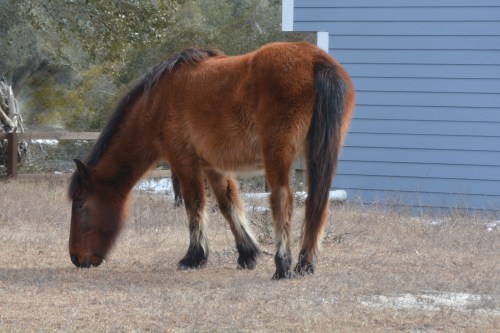 woolly 2-28-2015 1-13-06 PM