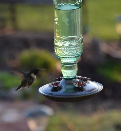 1st hummie 4-22-2015 6-49-39 AM