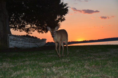 deer1 3-30-2015 7-24-00 PM