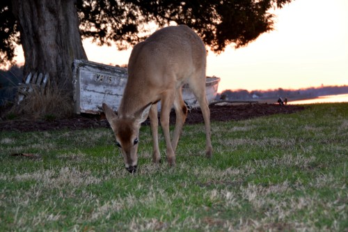 deer2 3-30-2015 7-24-14 PM