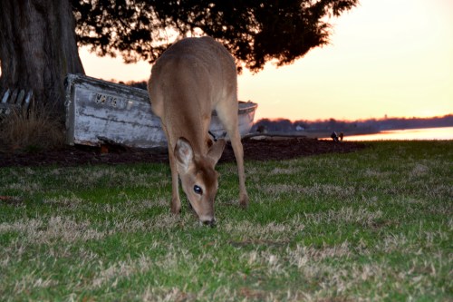 deer3 3-30-2015 7-24-18 PM