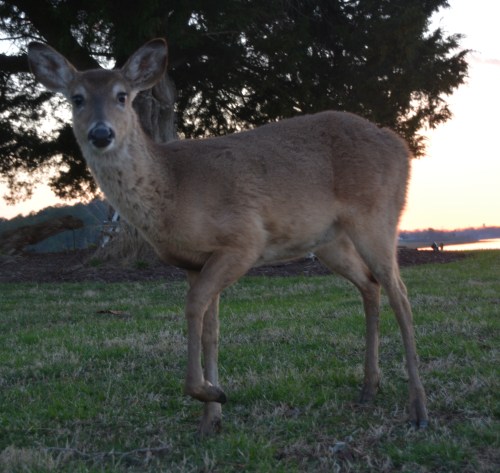 deer6 3-30-2015 7-25-21 PM