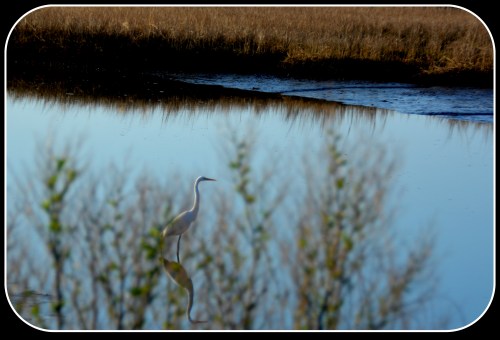 egret and rushes 4-5-2015 8-09-03 AM