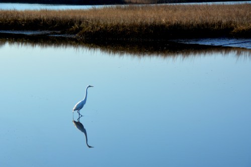 egret best 4-5-2015 8-08-59 AM