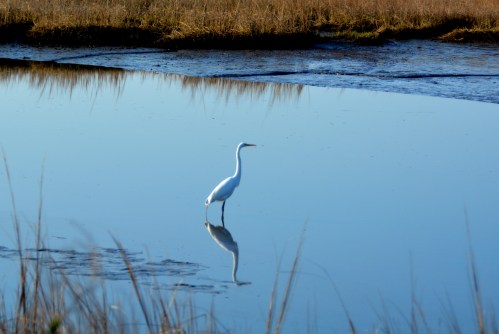 egret1 4-5-2015 8-09-05 AM