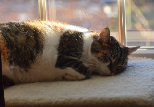 sunshine on my shoulder 4-1-2015 7-19-10 AM