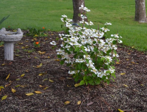 white hydrangea1 4-21-2015 6-26-44 AM