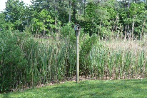 birdhouse1 5-19-2015 3-07-47 PM