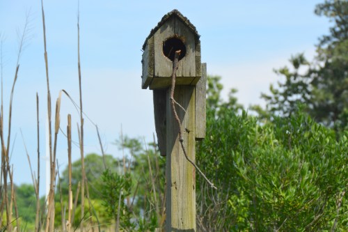 birdhouse2 5-19-2015 3-07-56 PM 5-19-2015 3-07-56 PM