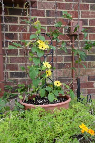 black eyed susan back door 5-10-2015 8-27-11 AM