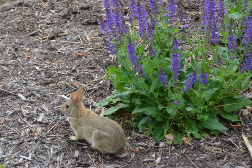bunny and salvia 5-10-2015 8-25-50 AM